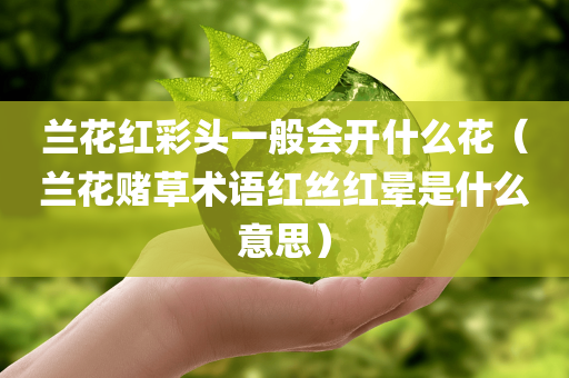 兰花红彩头一般会开什么花（兰花赌草术语红丝红晕是什么意思）